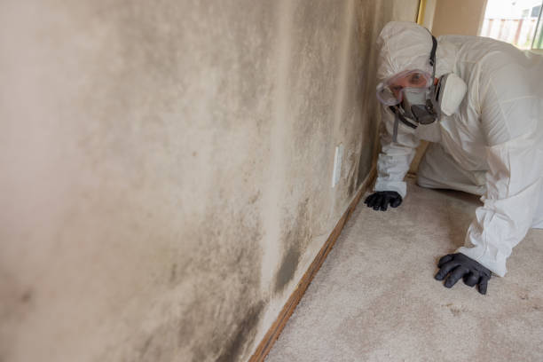 Why You Should Choose Our Mold Remediation Services in Millstadt, IL